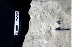 Foto (Detailansicht) von Lecythocaris sp. (NHMW-GEO-1990-0041-0133a)